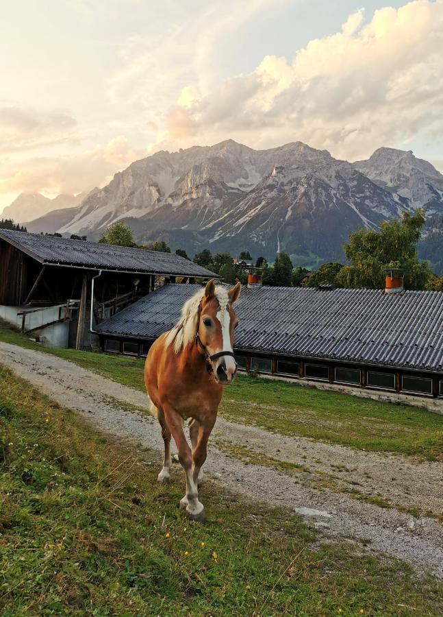الشقق الفندقية رامساو أم داتشستينفي  Burglehnerhof المظهر الخارجي الصورة
